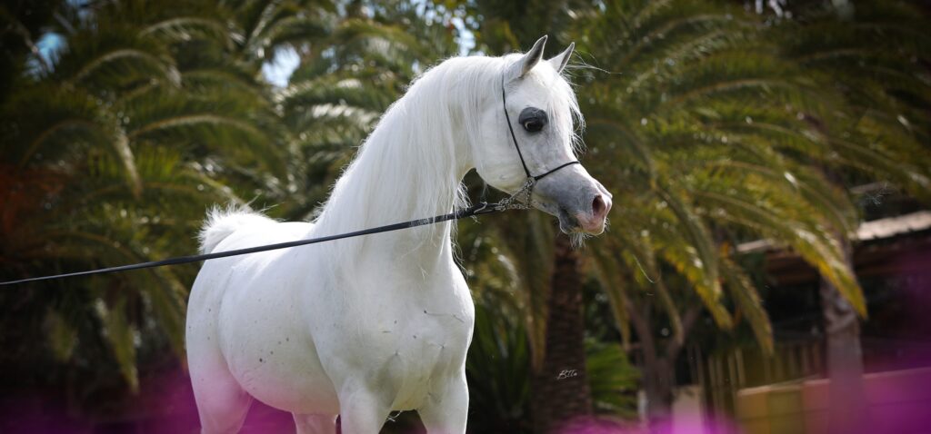 BK Horse: A Complete Expert Guide bk horse