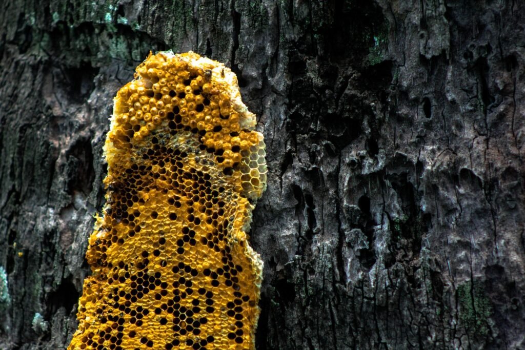 Rhododendron Honey